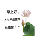 Nelumbo nucifera (flower)（個別スタンプ：4）