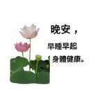 Nelumbo nucifera (flower)（個別スタンプ：8）