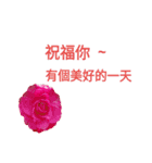 Nelumbo nucifera (flower)（個別スタンプ：11）