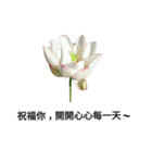 Nelumbo nucifera (flower)（個別スタンプ：14）