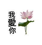 Nelumbo nucifera (flower)（個別スタンプ：16）