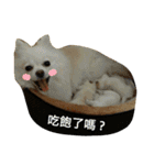 I love my Pomeranians（個別スタンプ：2）