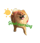 I love my Pomeranians（個別スタンプ：5）