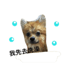 I love my Pomeranians（個別スタンプ：10）