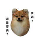 I love my Pomeranians（個別スタンプ：11）