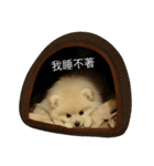 I love my Pomeranians（個別スタンプ：12）