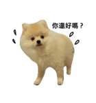 I love my Pomeranians（個別スタンプ：13）