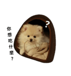 I love my Pomeranians（個別スタンプ：22）