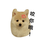 I love my Pomeranians（個別スタンプ：24）