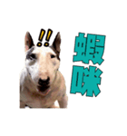 i love bullterrier large（個別スタンプ：1）