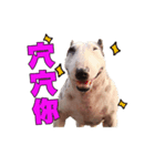 i love bullterrier large（個別スタンプ：2）