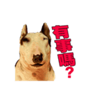 i love bullterrier large（個別スタンプ：4）