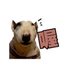 i love bullterrier large（個別スタンプ：6）