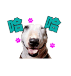 i love bullterrier large（個別スタンプ：7）