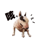 i love bullterrier large（個別スタンプ：8）