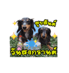 Dachshund family！（個別スタンプ：9）