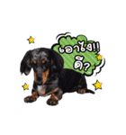 Dachshund family！（個別スタンプ：16）