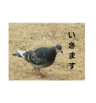 野鳥(はと、かも)（個別スタンプ：1）