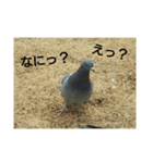 野鳥(はと、かも)（個別スタンプ：4）