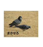 野鳥(はと、かも)（個別スタンプ：6）