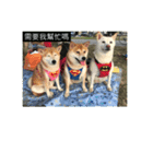 shiba happy new yars（個別スタンプ：1）