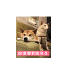 shiba happy new yars（個別スタンプ：4）