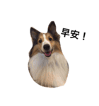 Sheltie happyday（個別スタンプ：1）