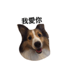 Sheltie happyday（個別スタンプ：7）