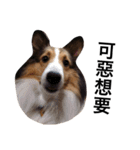 Sheltie happyday（個別スタンプ：10）