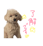 ぷーとじゃすみんのスタンプ（個別スタンプ：3）