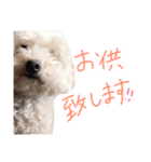 ぷーとじゃすみんのスタンプ（個別スタンプ：5）