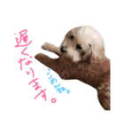 ぷーとじゃすみんのスタンプ（個別スタンプ：6）