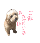 ぷーとじゃすみんのスタンプ（個別スタンプ：7）