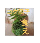 苔師の苔屋（個別スタンプ：3）