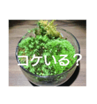 苔師の苔屋（個別スタンプ：7）