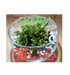 苔師の苔屋（個別スタンプ：8）