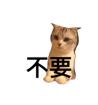 Cats War（個別スタンプ：11）