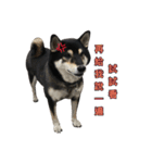 Black Shiba,Miko's life（個別スタンプ：2）