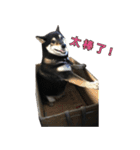 Black Shiba,Miko's life（個別スタンプ：14）