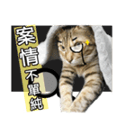 Four cats daily（個別スタンプ：6）