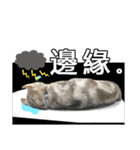 Four cats daily（個別スタンプ：7）