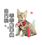 Four cats daily（個別スタンプ：10）