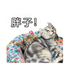 Four cats daily（個別スタンプ：11）