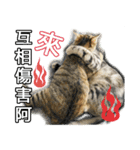 Four cats daily（個別スタンプ：12）