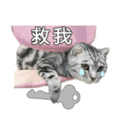 Four cats daily（個別スタンプ：15）