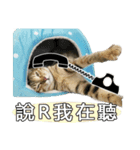 Four cats daily（個別スタンプ：16）