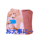 my dog icchi no.3（個別スタンプ：2）