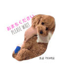 my dog icchi no.3（個別スタンプ：3）