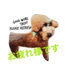 my dog icchi no.3（個別スタンプ：4）