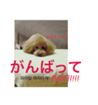 my dog icchi no.3（個別スタンプ：6）